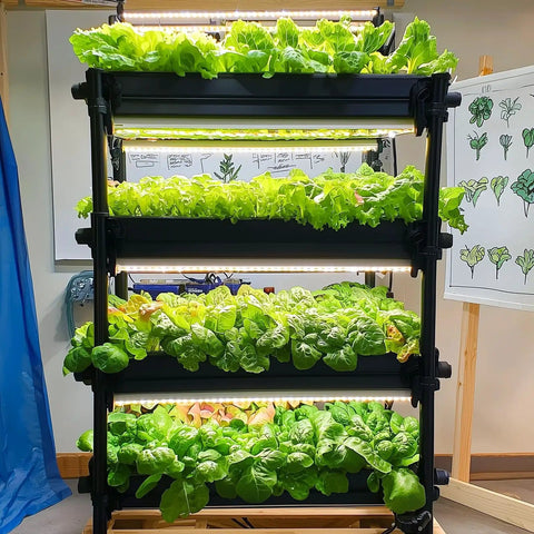 Over 20,000 Lettuce Seeds Pack With 10 Fresh Varieties For Indoor Or Outdoor Growing No Fuss Easy Grow For Beginners