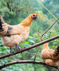 Two chickens on a branch wearing colorful 8mm bird leg bands set 200 pieces with 10 vivid colors clip on identification tags for poultry.