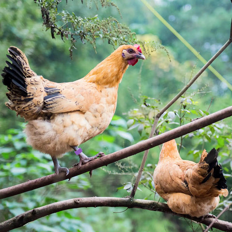 Two chickens on a branch wearing colorful 8mm bird leg bands set 200 pieces with 10 vivid colors clip on identification tags for poultry.