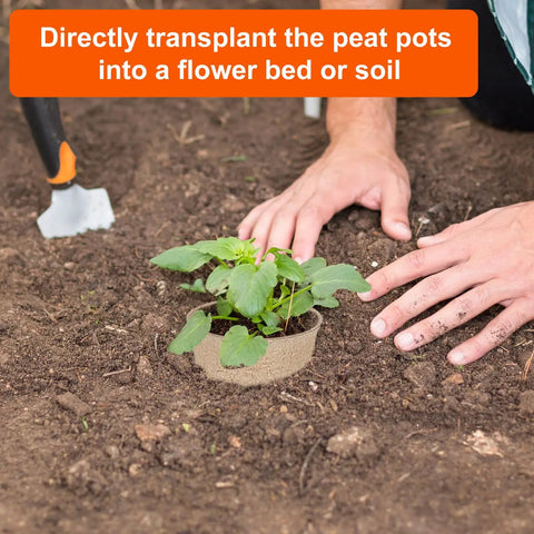 Sixty Pack 3.15 Inch Biodegradable Peat Pots With Drainage Holes For Seedlings being transplanted into soil