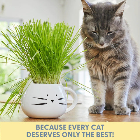 Organic Cat Grass Kit for Indoor Cats with Seed Mix Soil and White Planter Hairball Control and Digestion Support