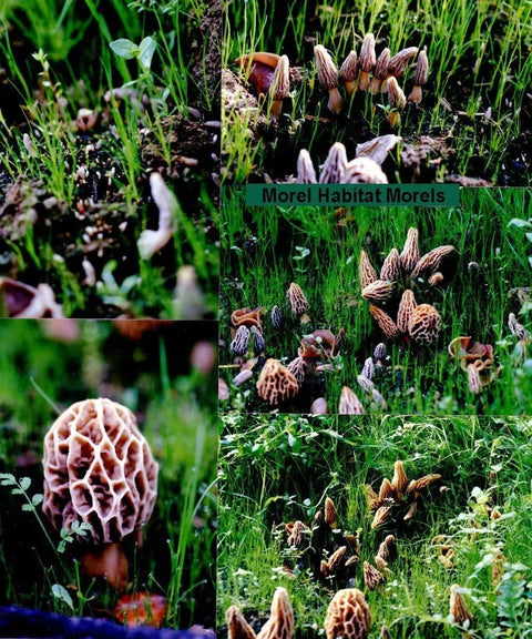 Grow Gourmet Morels At Home With This Easy Morchella Mushroom Kit For Backyard Growers Works In Any Soil Type Across The USA