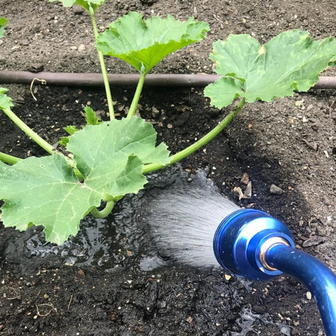 Watering Wand Sprayer With Stainless Head 24 Inch Reach For Hanging Baskets And Garden Plants providing gentle shower in garden.