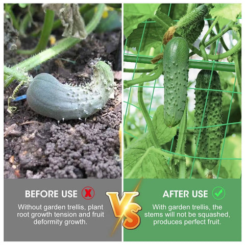 Comparison of cucumbers before and after using 2 Pack Outdoor Plant Trellis Set For Climbing Vegetables And Vines