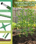 Outdoor garden showcasing 62 Inch Tall Cucumber Trellis with steel-core stakes, U shape arch supporting climbing vegetables.