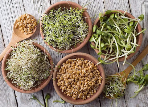 Various sprouts and seeds displayed in bowls and a wooden spoon on a rustic wooden surface, showcasing Organic Sprouting Seed Assortment Pack For Microgreens And Sprouts, 12 Pre-Measured Packs Featuring Broccoli, Alfalfa, Mung, And More, Non GMO Ready To Grow No Guesswork.