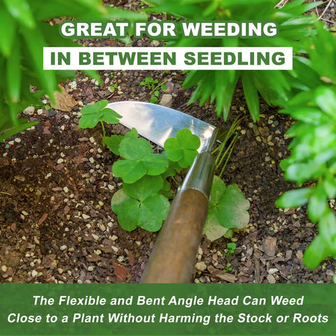Long Handled Sickle Hoe For Easy Weeding In Tight Beds 58 Inch Japanese Stainless Steel Scraper Hoe with bent blade in use