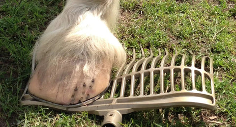 All Purpose Wash Fork Head With Ergonomic Grip Handle Lightweight Aluminum Shaft Flexible Polycarbonate Tines in grass with horse hoof