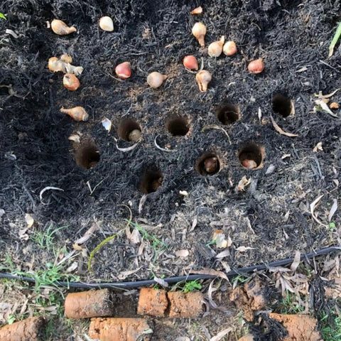 Bulb holes in soil with bulbs for planting using No Bend Bulb Planter With Depth Marker And Auto Release For Quick, Consistent Planting