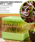 Two Tier Seed Sprouter Kit with Lid for Indoor Germination and Microgreens Grow Trays on kitchen counter with sprouts inside.