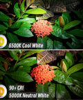 Red flower illuminated by Aurora A8 4th Gen USB C Keychain Flashlight showing 6500K cool white and 5000K neutral white light effects.