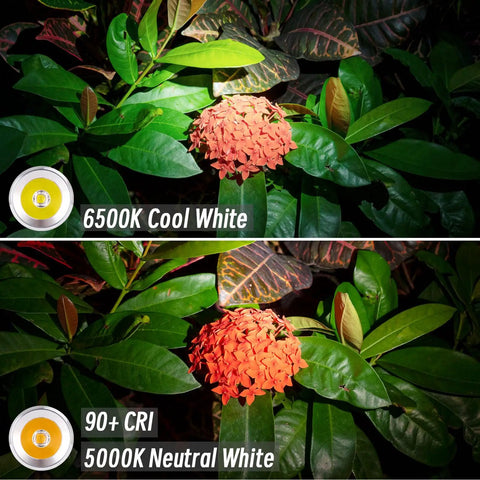Red flower illuminated by Aurora A8 4th Gen USB C Keychain Flashlight showing 6500K cool white and 5000K neutral white light effects.