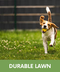 Dog playing on a durable lawn with White Dutch Clover Seed Kit 1 Lb Organic Coated Ground Cover For Natural Lawn And Food Plot