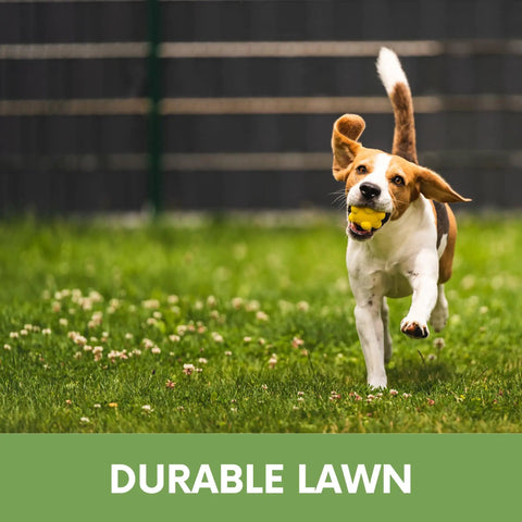 Dog playing on a durable lawn with White Dutch Clover Seed Kit 1 Lb Organic Coated Ground Cover For Natural Lawn And Food Plot