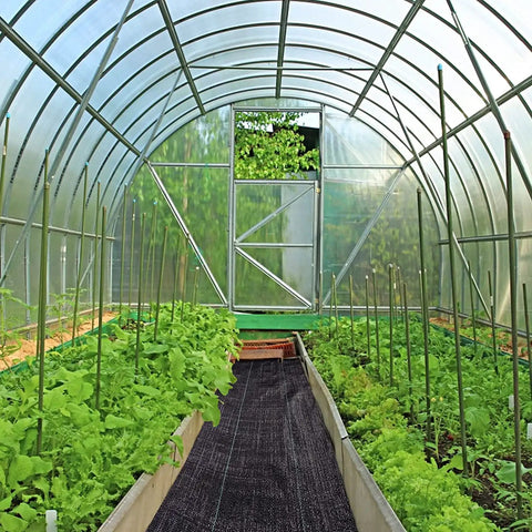 Greenhouse interior featuring Heavy Duty Weed Barrier Landscape Fabric 3 Ft Wide By 300 Ft Long Ground Cover Mat on soil pathways.