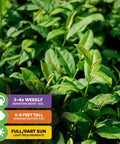Green Tea Plant Live Starter Camellia Sinensis For Indoor Or Outdoor Garden, lush foliage with growth requirements