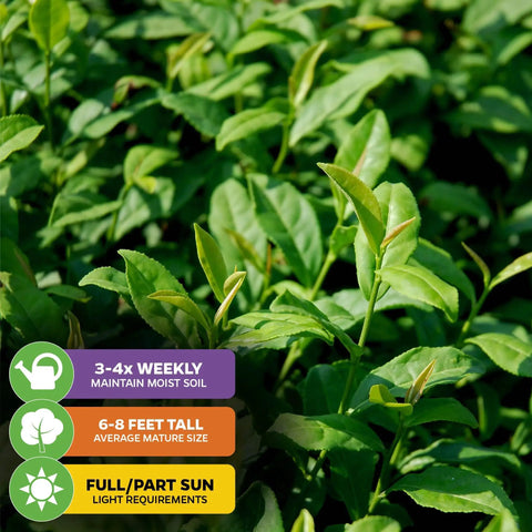 Green Tea Plant Live Starter Camellia Sinensis For Indoor Or Outdoor Garden, lush foliage with growth requirements