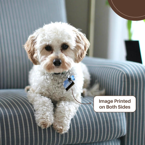 White dog sitting on striped chair with a keychain labeled 'Image Printed on Both Sides' attached to its collar.