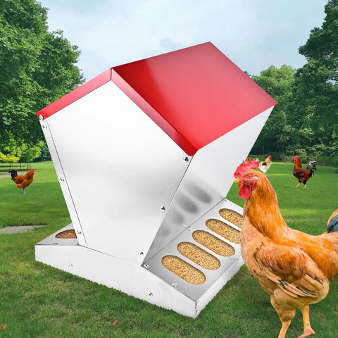 Heavy Duty Galvanized Chicken Feeder Rat Proof Poultry Food Dispenser with Secure Lid beside rooster in backyard.