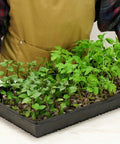 Person holding tray of seedlings in 72 Coconut Coir Seed Starter Pellets Kit With Humidity Dome And Watertight Tray 35mm Peat Free Pellets