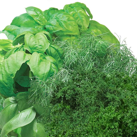 Gourmet Herb Seed Pod Kit For Indoor Garden Systems Non GMO Seeds No Pesticides Easy Germination Harvest Fresh Herbs For Cooking