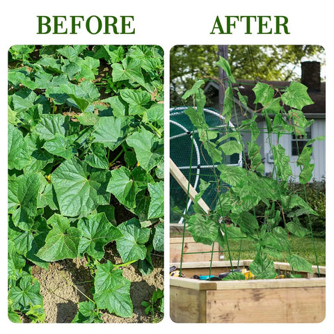 Before and after using Foldable Metal A-Frame Cucumber Trellis 48 By 18 Inches For Narrow Raised Beds Space-Saving Plant Support.