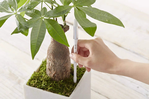 Aquameter Leave In Soil Moisture Sensor Pen Set Of Five White Small For Two Point Five And Three Inch Pots Ideal For Succulents With Continuous In Soil Monitoring And Easy Garden Care, hand placing sensor in potted plant
