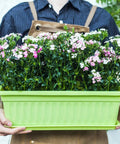 Person holding green plastic flower box planter filled with pink and white flowers. "Four Pack Rectangular Window Flower Box Planters With Trays For Balcony Windowsill Garden Durable Eco Friendly Plastic Great For Flowers Herbs And Small Vegetables 16.8 Inch Long."