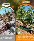 Comparison of blueberry plant before and after using Spliceable Slope Planter Kit With Shovel, 20 Pcs Round Edging Rings For Erosion Control