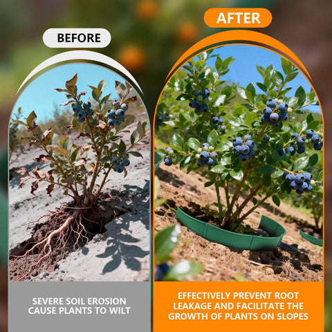 Comparison of blueberry plant before and after using Spliceable Slope Planter Kit With Shovel, 20 Pcs Round Edging Rings For Erosion Control