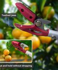 4 Foot Aluminum Pole Pruner With Long Reach Pruning Shears Cut And Hold Garden Clippers showing teethed jaws in use on fruit tree