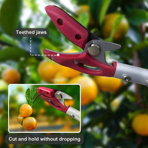 4 Foot Aluminum Pole Pruner With Long Reach Pruning Shears Cut And Hold Garden Clippers showing teethed jaws in use on fruit tree