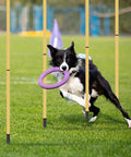 Dog running through poles with ring in mouth, part of Dog Agility Hurdle And Cone Set Adjustable Obstacle Course For Backyard Training And Exercise For Dogs Of All Sizes Pro Grade Agility Equipment For Home Use.