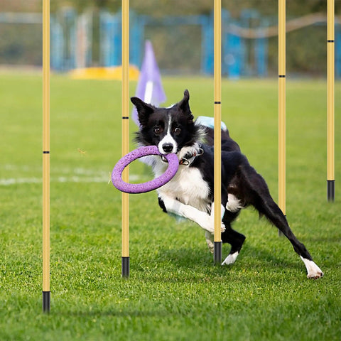 Dog running through poles with ring in mouth, part of Dog Agility Hurdle And Cone Set Adjustable Obstacle Course For Backyard Training And Exercise For Dogs Of All Sizes Pro Grade Agility Equipment For Home Use.