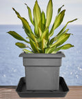 6 Inch Square Plant Saucer Tray 4 Pack Heavy Duty Plastic Drip Trays For Indoor Outdoor Use Durable Square Flower Planter Saucers Fits Pots From 6 To 20 Inch with plant