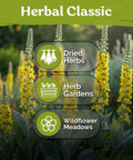 Tall yellow Verbascum thapsus plants in garden setting with text highlighting uses for dried herbs, herb gardens, and wildflower meadows.
