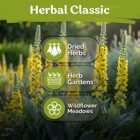 Tall yellow Verbascum thapsus plants in garden setting with text highlighting uses for dried herbs, herb gardens, and wildflower meadows.