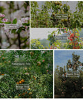 Various fruit trees with labeled branches including pear, cherry, pomegranate, orange, and apple trees in a garden setting.