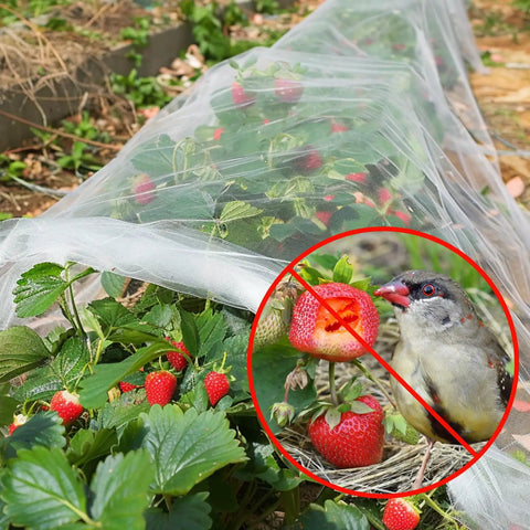 Ultra Fine Garden Netting 10 By 50 Feet For Raised Beds And All Veggies Mosquito And Pest Barrier Mesh over strawberry plants, blocking birds