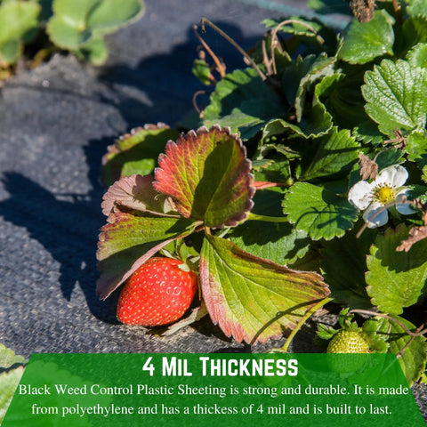 Heavy Duty 4 Mil Black Plastic Sheeting Weed Barrier For Outdoor Gardens covering soil with strawberries and leaves visible