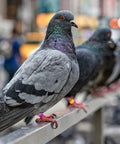Pigeon wearing colorful leg ring from 200Pcs Pigeon Leg Rings Set For Easy ID Of Pigeons Parrots And Small Birds Colorful Clips Durable