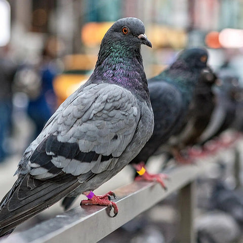 Pigeon wearing colorful leg ring from 200Pcs Pigeon Leg Rings Set For Easy ID Of Pigeons Parrots And Small Birds Colorful Clips Durable