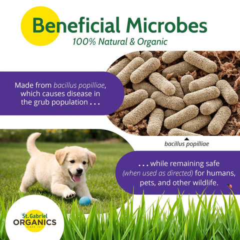 Milky Spore Powder 10oz Natural Grub Killer For Lawns Using Bacillus Popilliae Spores For Japanese Beetle Control Long Lasting Protection