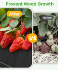 Comparison of strawberry plant growth with Tough As Nails Weed Barrier Fabric For Gardens And Driveways 3x300ft Geotextile Ground Cover.