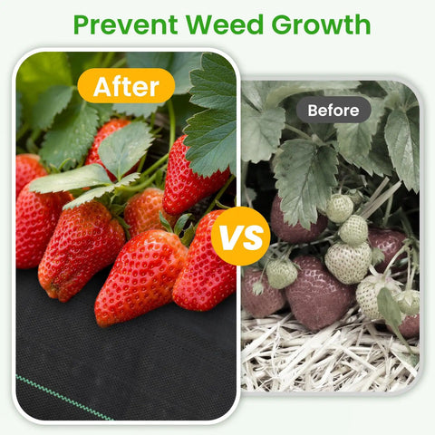 Comparison of strawberry plant growth with Tough As Nails Weed Barrier Fabric For Gardens And Driveways 3x300ft Geotextile Ground Cover.
