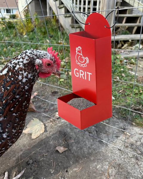 Heavy Duty Metal Chicken Oyster Shell And Grit Feeder With Smart Auto Dispenser, red grit feeder, served to hen, set up on a wire fence.