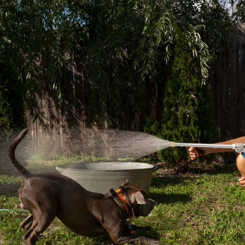 Jet Nozzle Pressure Washer Hose Attachment Be a Cleaning Beast With This Power Wand for garden hose spraying water onto a playful dog.