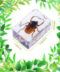 Nine Insect Resin Specimen Set With 9 Unique Bugs, Kid-Friendly Paperweights And Educational Classroom Decor beetle in resin 1.3x1.1x0.8 inches