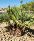 Mediterranean Fan Palm Seeds Pack 10 Easy Grow Seeds for Home Garden or Balcony Beginner Friendly No Fuss Low Maintenance Drought Tolerant European Palm Chamaerops Humilis Great for Sharing At Home, potted fan palm cluster