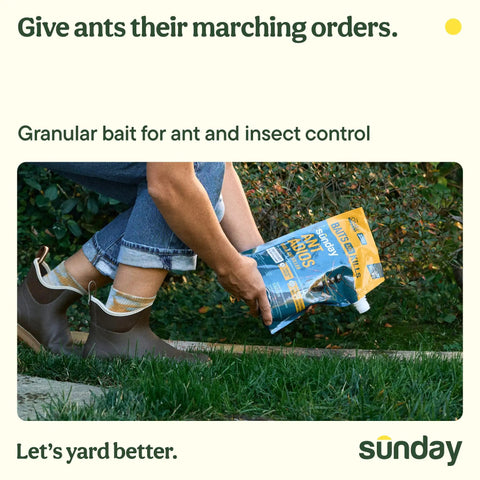 Person sprinkling Ant Adios Outdoor Bug And Ant Killer with Spinosad in garden for pest control, targeting ants and more.